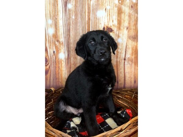 German Shepherd/Labrador Retriever DOG Female Black 6028 Petland Ashland, Kentucky