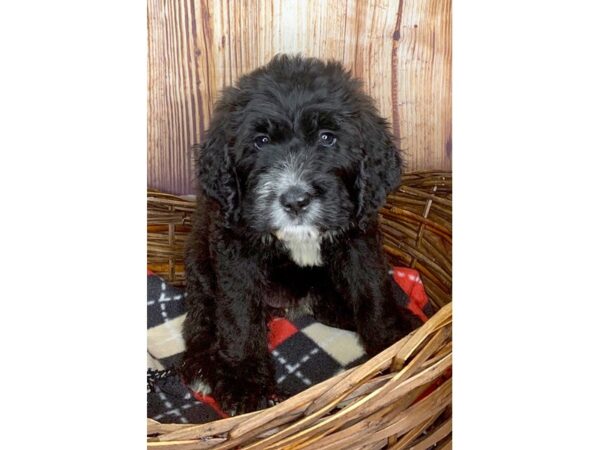 Bernardadoodle-DOG-Female-Black-6029-Petland Ashland, Kentucky