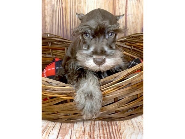 Miniature Schnauzer DOG Male LIVER WHITE 6030 Petland Ashland, Kentucky