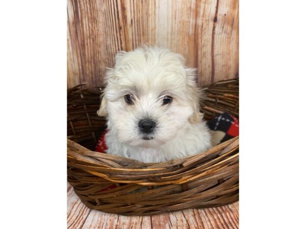 Teddy Bear DOG Male Cream 6031 Petland Ashland, Kentucky