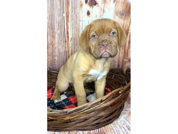 Dogue De Bordeaux-DOG-Female-Red-6032-Petland Ashland, Kentucky