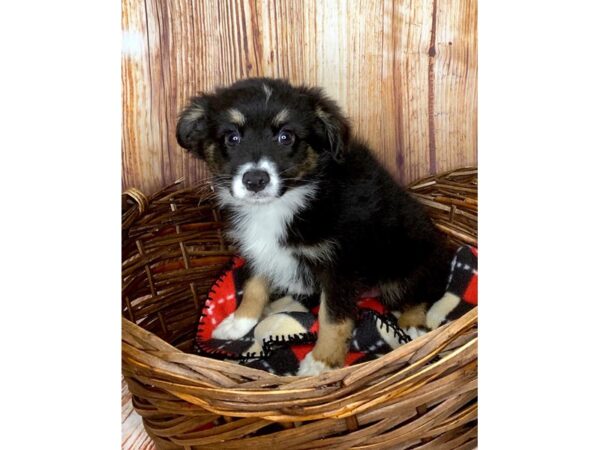 Miniature Australian Shepherd DOG Male Black Tan / White 6033 Petland Ashland, Kentucky