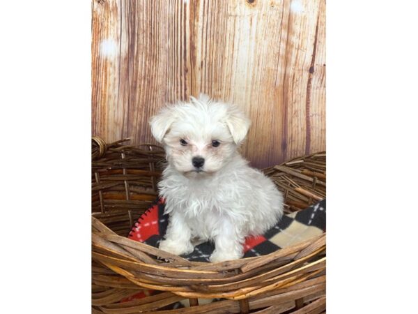 Maltese DOG Male White 6035 Petland Ashland, Kentucky