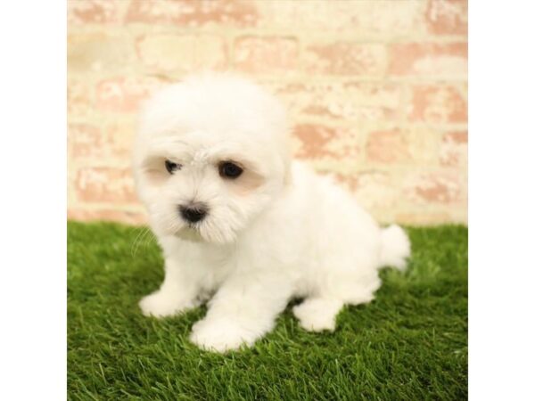 Maltese DOG Male White 6041 Petland Ashland, Kentucky