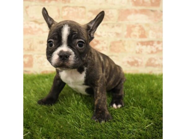 French Bulldog DOG Male Brindle 6038 Petland Ashland, Kentucky