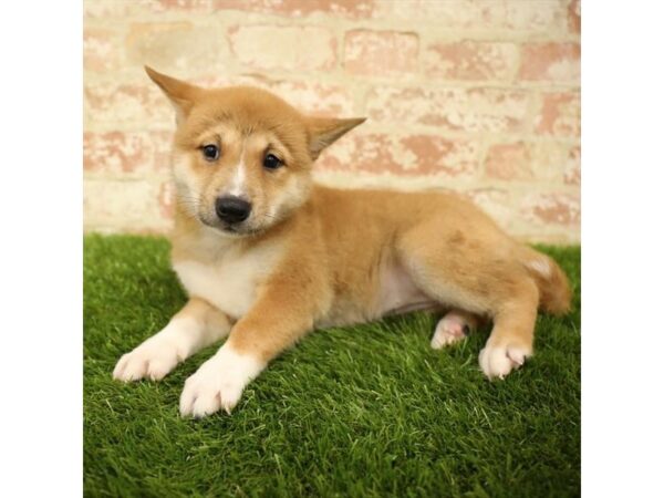 Shiba Inu DOG Female Red 6042 Petland Ashland, Kentucky