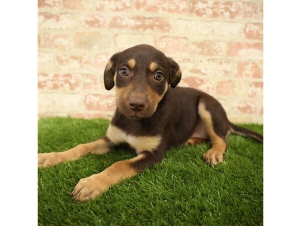 Kelpie DOG Female Black 6039 Petland Ashland, Kentucky