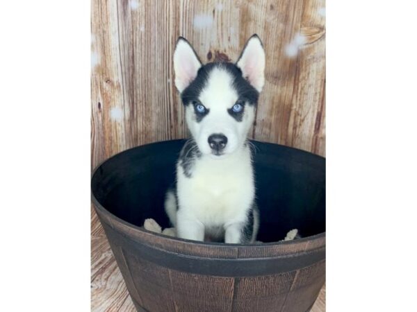 Siberian Husky DOG Male Black and White 6036 Petland Ashland, Kentucky