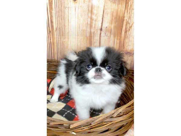 Japanese Chin DOG Male Black/White 6044 Petland Ashland, Kentucky