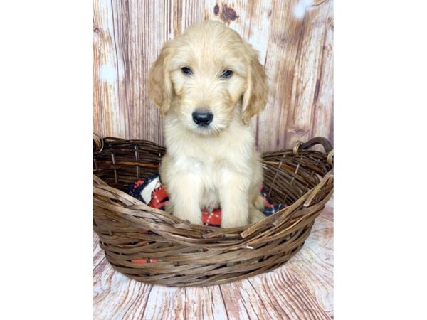 F1B Standard Goldendoodle DOG Male Golden 6045 Petland Ashland, Kentucky