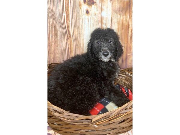 Poodle Standard DOG Male Black 6050 Petland Ashland, Kentucky