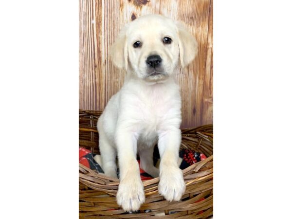 Labrador Retriever DOG Male Yellow 6049 Petland Ashland, Kentucky