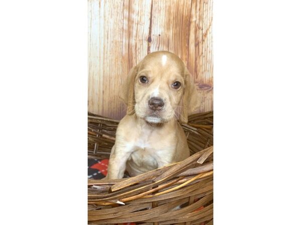 Beagle DOG Female Red 6047 Petland Ashland, Kentucky