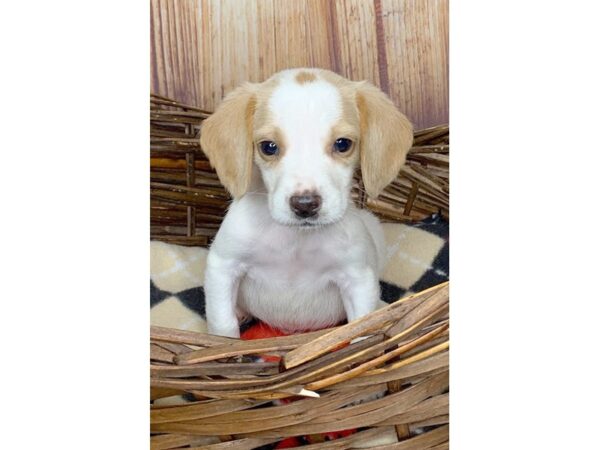 Beagle DOG Male Lemon / White 6046 Petland Ashland, Kentucky