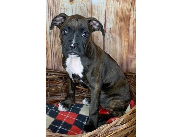 Boxer DOG Male Brindle 6051 Petland Ashland, Kentucky