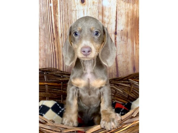 Dachshund DOG Male Fawn (Isabella) / Tan 6052 Petland Ashland, Kentucky