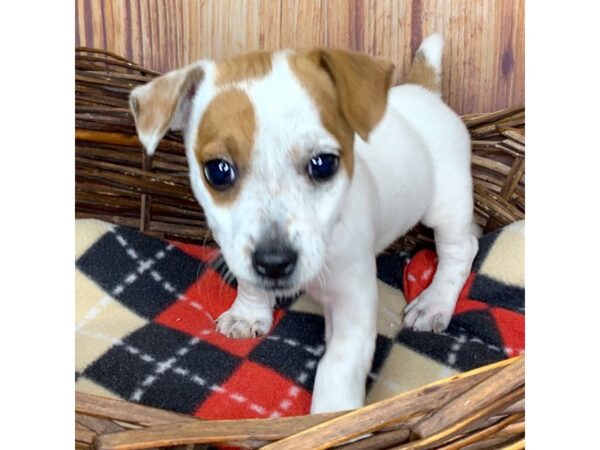 Jack Russell Terrier DOG Female White / Tan 6053 Petland Ashland, Kentucky