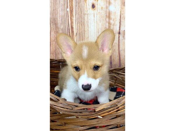 Pembroke Welsh Corgi DOG Male Red / White 6054 Petland Ashland, Kentucky