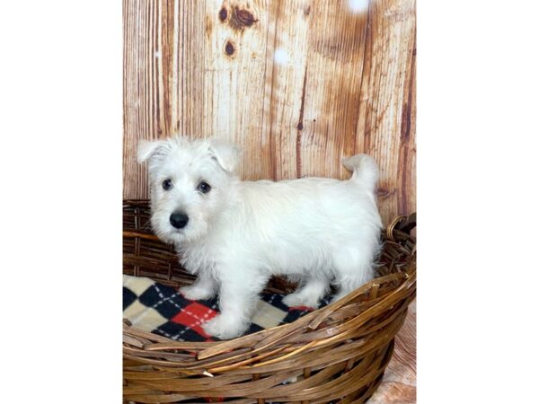 West Highland White Terrier DOG Male White 6055 Petland Ashland, Kentucky