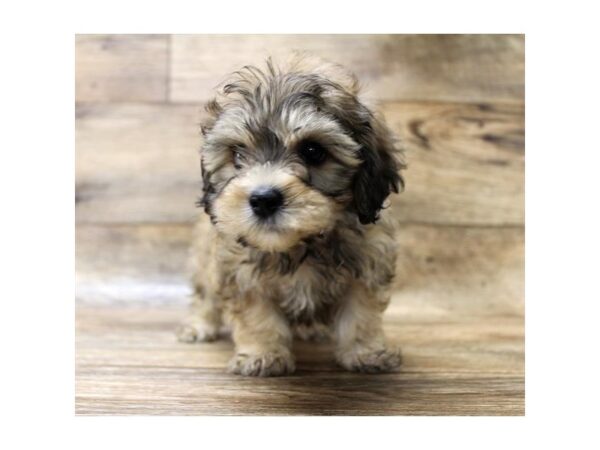 Bichapoo DOG Male Red Sable 6058 Petland Ashland, Kentucky