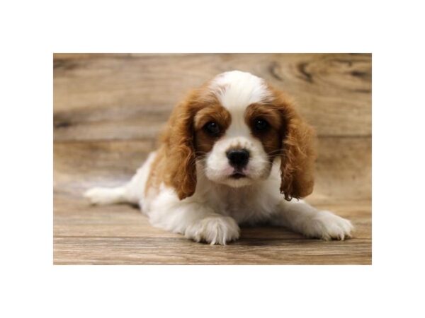 Cavalier King Charles Spaniel DOG Female Blenheim 6059 Petland Ashland, Kentucky