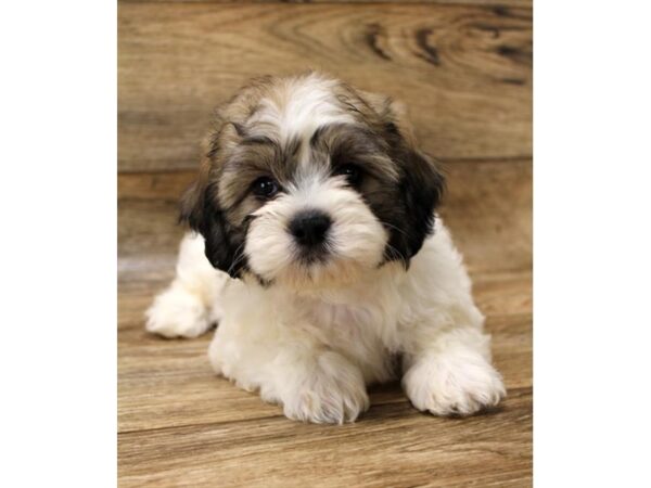 Teddy Bear DOG Male Gold / White 6057 Petland Ashland, Kentucky