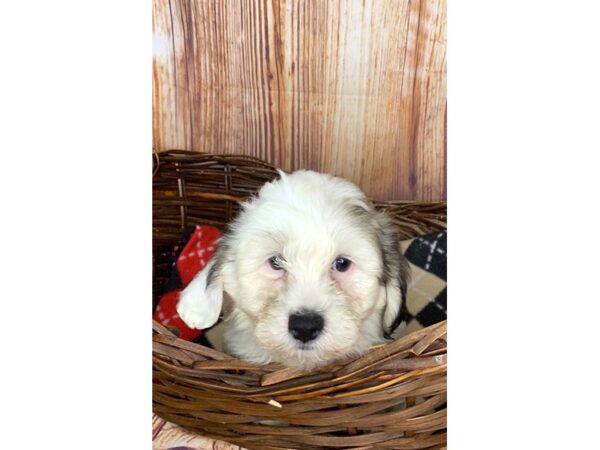 Teddy DOG Male BROWN WHITE 6061 Petland Ashland, Kentucky