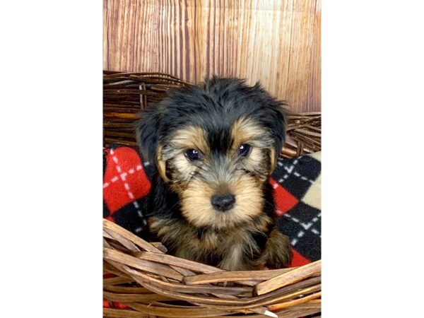 Yorkshire Terrier DOG Male BLK TAN 6063 Petland Ashland, Kentucky