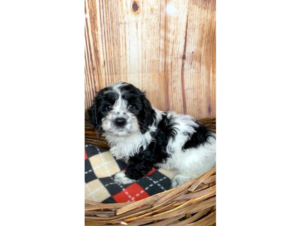 Cocker Chon-DOG-Female-BLK WHITE-6064-Petland Ashland, Kentucky