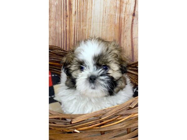 Shih Tzu DOG Female brown white 6065 Petland Ashland, Kentucky