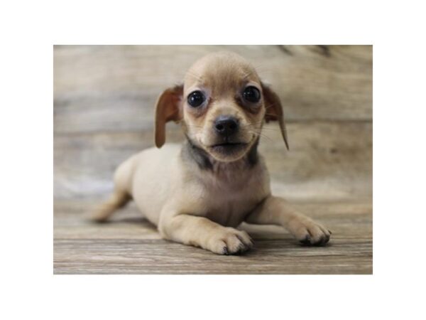 Chiweenie DOG Female Fawn 6067 Petland Ashland, Kentucky