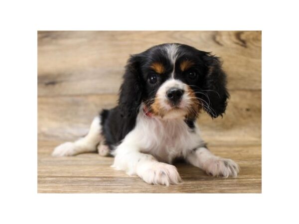 Cavalier King Charles Spaniel DOG Female Black White / Tan 6069 Petland Ashland, Kentucky