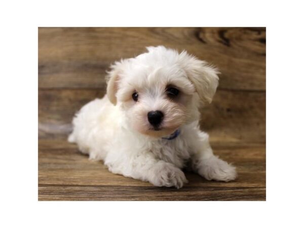 Maltese DOG Female White 6072 Petland Ashland, Kentucky