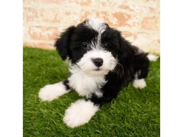 Chinese Crested-DOG-Male-Black / White-6079-Petland Ashland, Kentucky