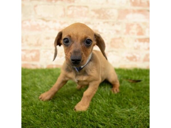 Dachshund DOG Female Wild Boar 6081 Petland Ashland, Kentucky