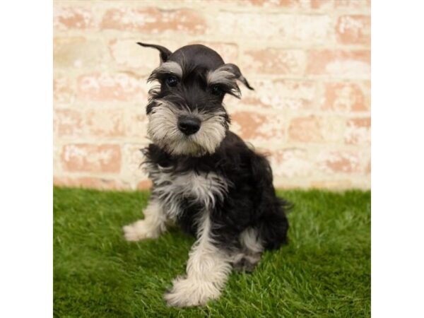 Miniature Schnauzer DOG Male Black / Silver 6084 Petland Ashland, Kentucky