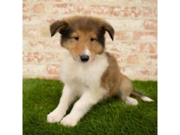 Collie DOG Male Sable / White 6080 Petland Ashland, Kentucky