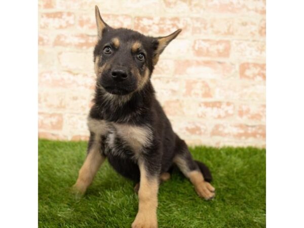 German Shepherd Dog DOG Female Black / Tan 6078 Petland Ashland, Kentucky