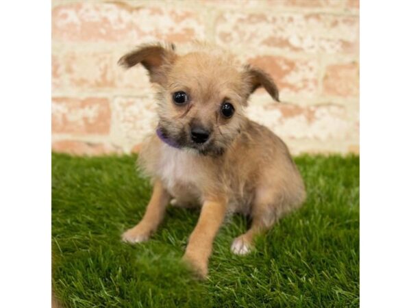 Maltese/Chihuahua DOG Female Fawn 6077 Petland Ashland, Kentucky