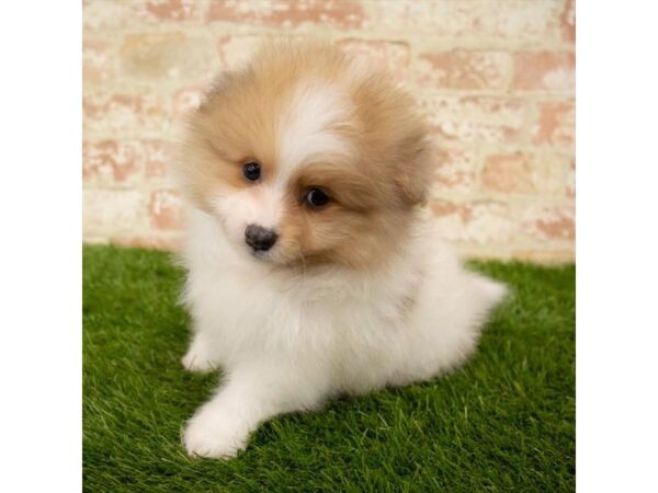 Pomeranian DOG Male Orange 6085 Petland Ashland, Kentucky