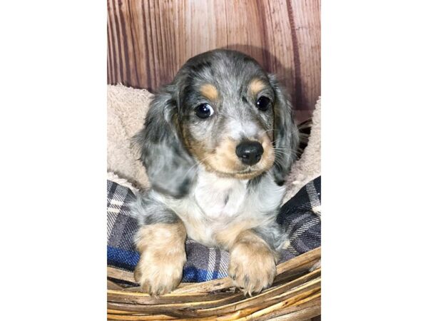 Dachshund DOG Female Silver Dapple 6082 Petland Ashland, Kentucky