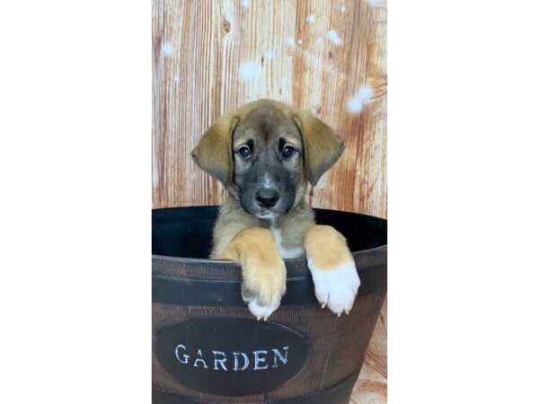 Akita/Bluetick Coonhound-DOG-Male-Fawn-6076-Petland Ashland, Kentucky