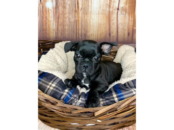 French Bulldog DOG Male Brindle 6075 Petland Ashland, Kentucky