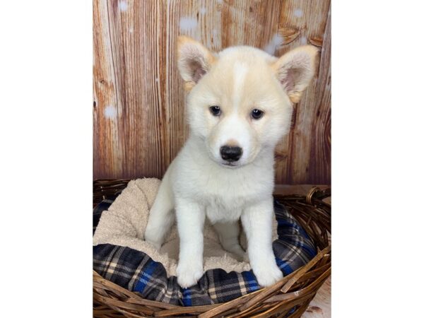 Shiba Inu DOG Male Cream 6074 Petland Ashland, Kentucky