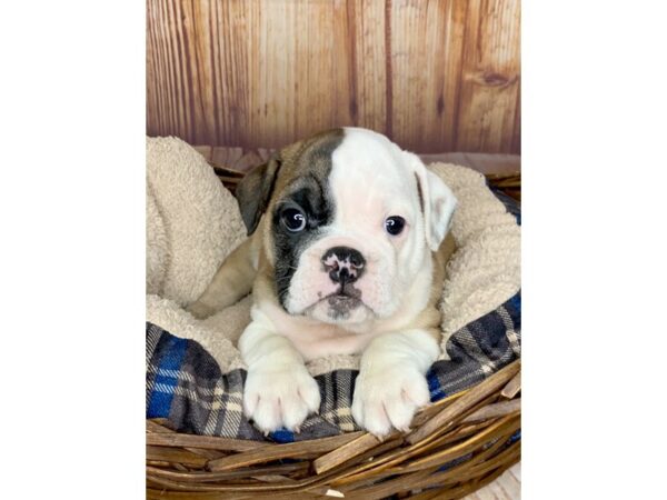 English Bulldog-DOG-Male-Fawn and White-6073-Petland Ashland, Kentucky