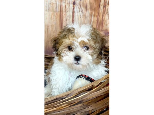 Shi-Poo DOG Male Brown and White 6086 Petland Ashland, Kentucky