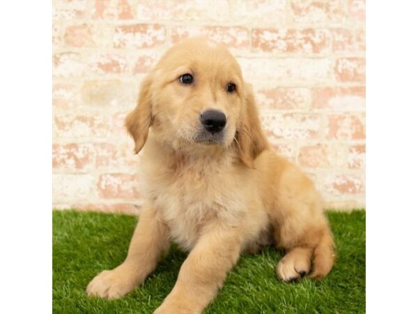 Golden Retriever DOG Female Golden 6088 Petland Ashland, Kentucky