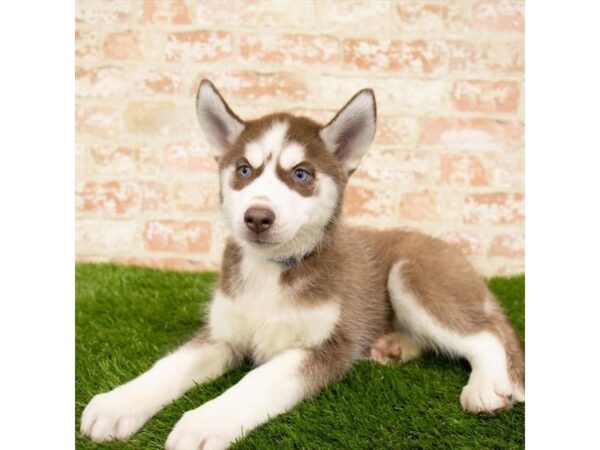 Siberian Husky DOG Female Red / White 6090 Petland Ashland, Kentucky