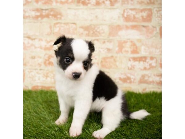 Chihuahua DOG Male Black / White 6087 Petland Ashland, Kentucky