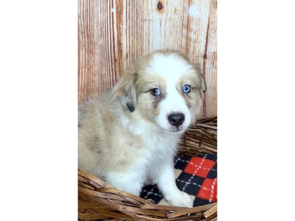 Aussie Mo DOG Female Sable & White 6093 Petland Ashland, Kentucky